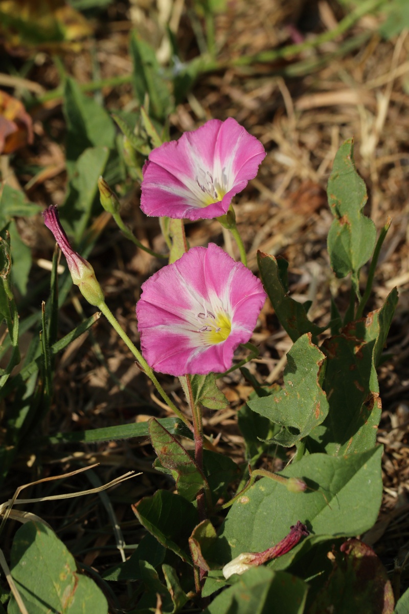 Image of Convolvulus arvensis specimen.