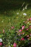 Смотреть изображение семейство Onagraceae
