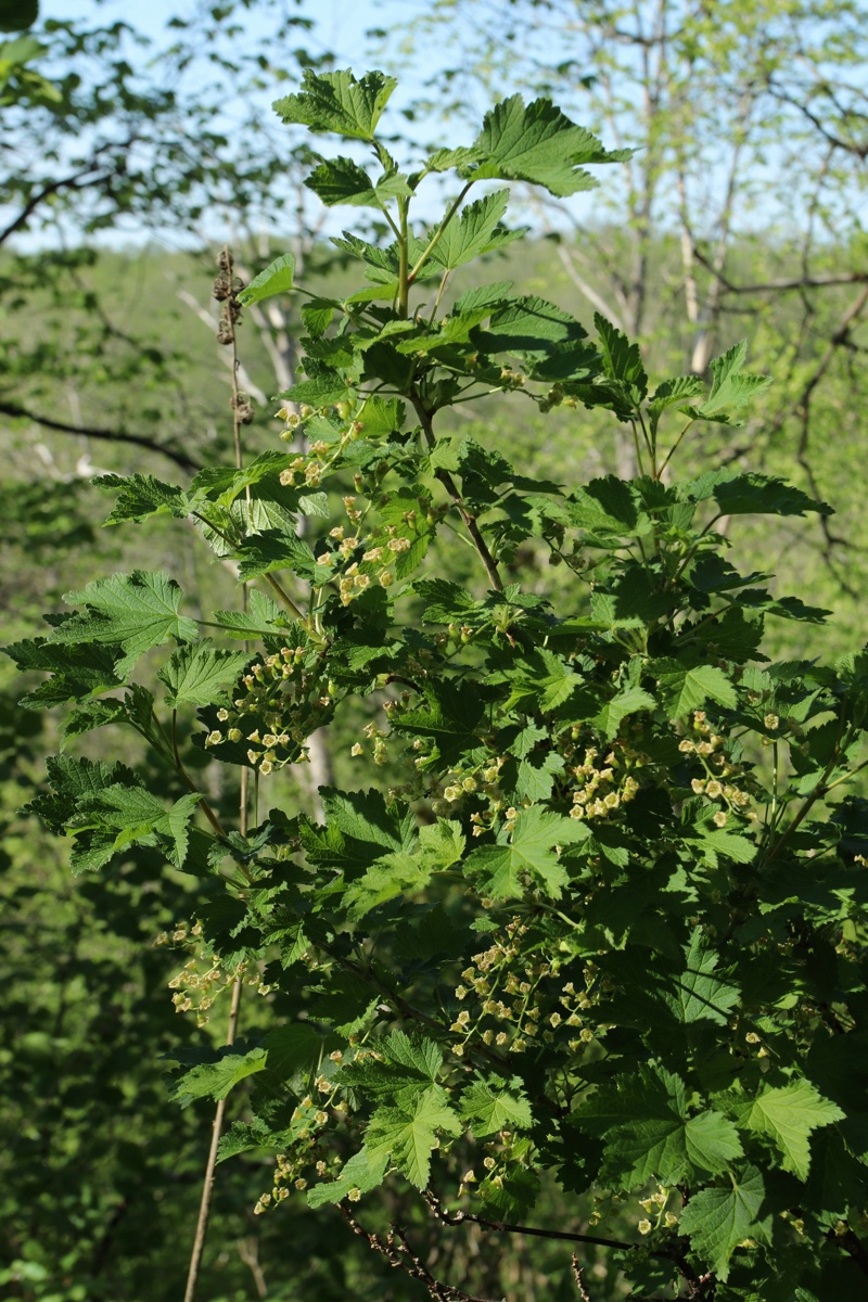 Image of Ribes spicatum specimen.