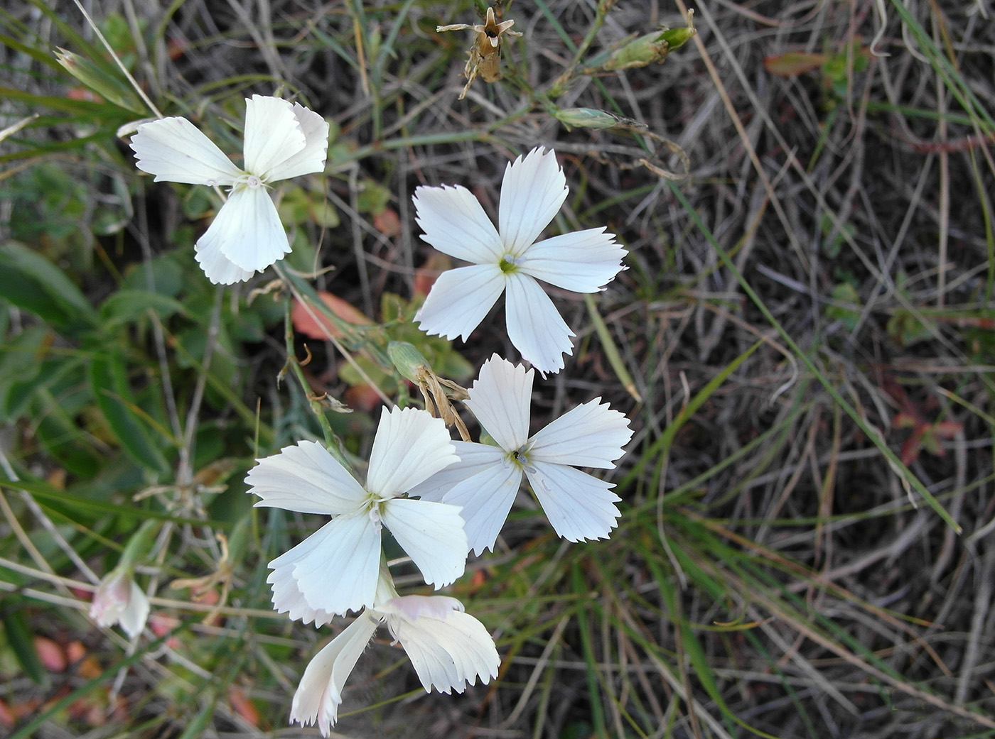 Image of Dianthus ramosissimus specimen.