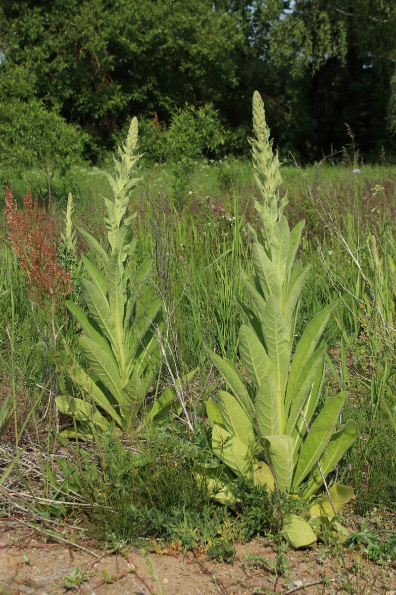 Изображение особи Verbascum thapsus.