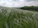 Stipa zalesskii