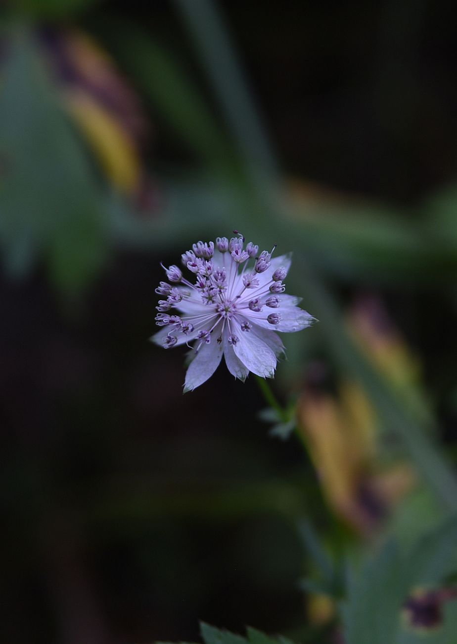 Изображение особи Astrantia trifida.