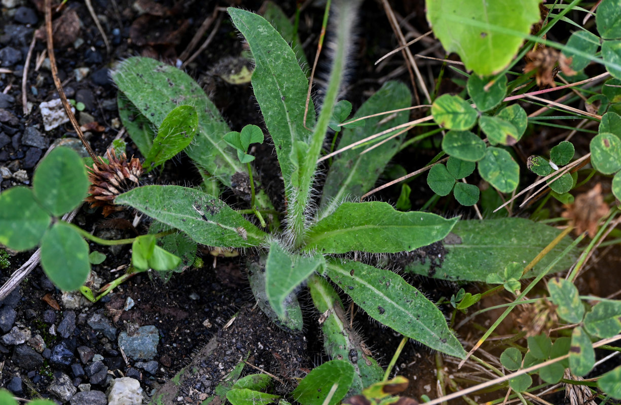 Image of Pilosella aurantiaca specimen.