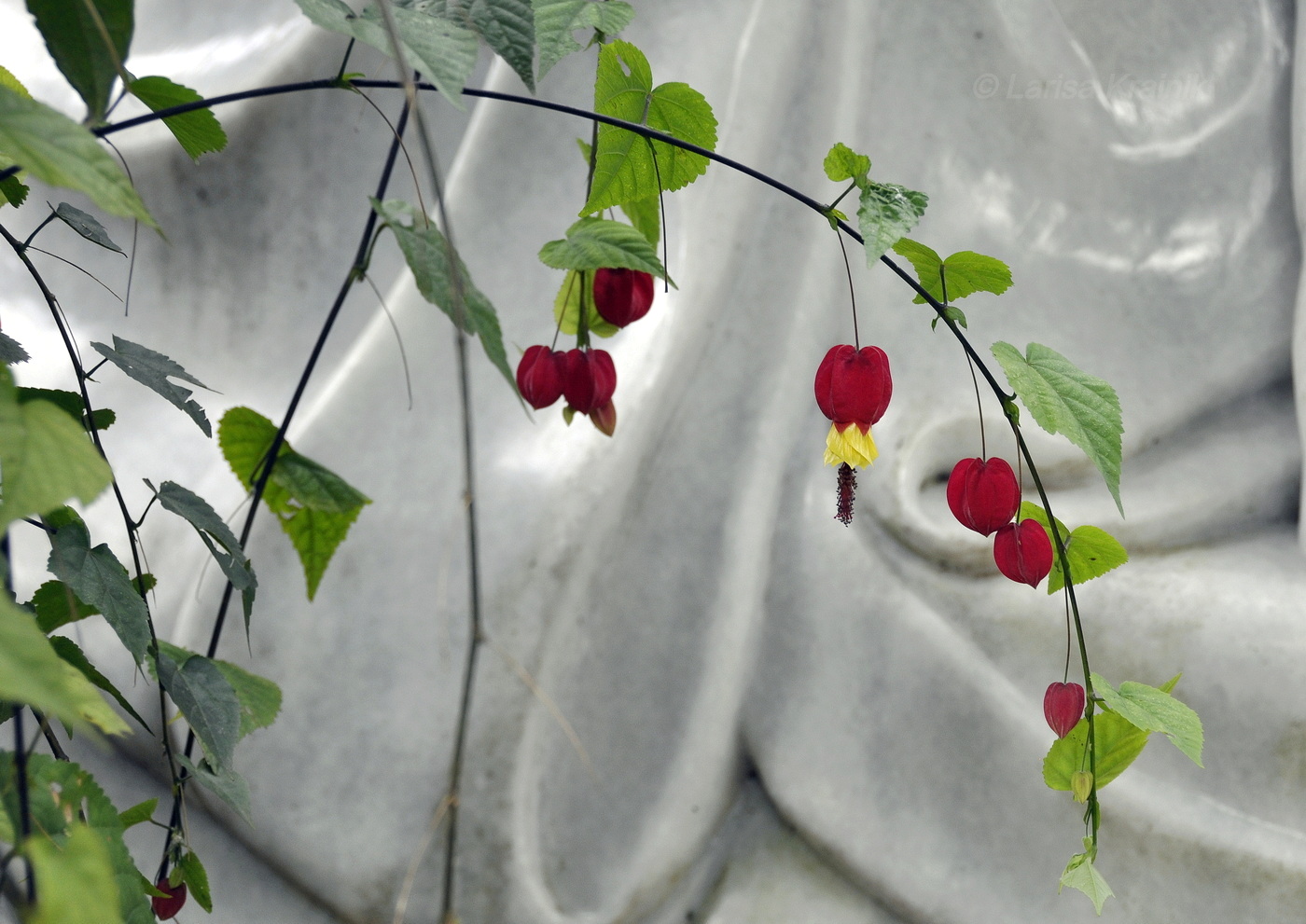 Изображение особи Abutilon megapotamicum.