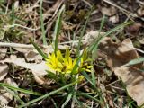 Gagea podolica. Цветущее растение, посещаемое пчелами Andrena (Micrandrena) sp. и мухой Scathpphaga sp.; верхушки некоторых листьев обгрызены млекопитающим. ДНР, г. Донецк, балка Бирючья, разреженная дубрава на дне. 27.03.2024.