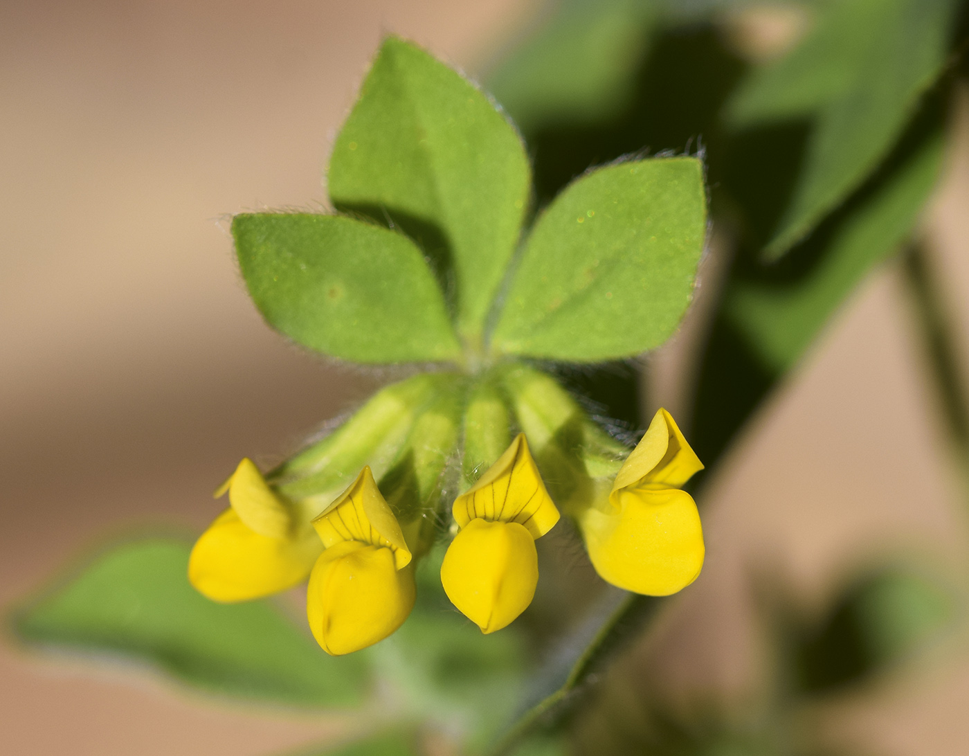 Image of Lotus ornithopodioides specimen.