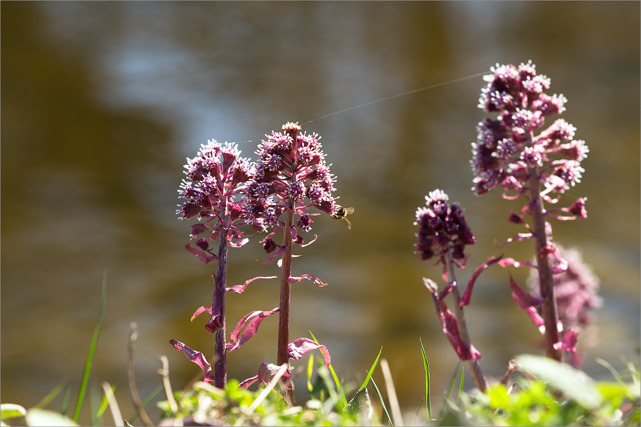 Image of Petasites hybridus specimen.