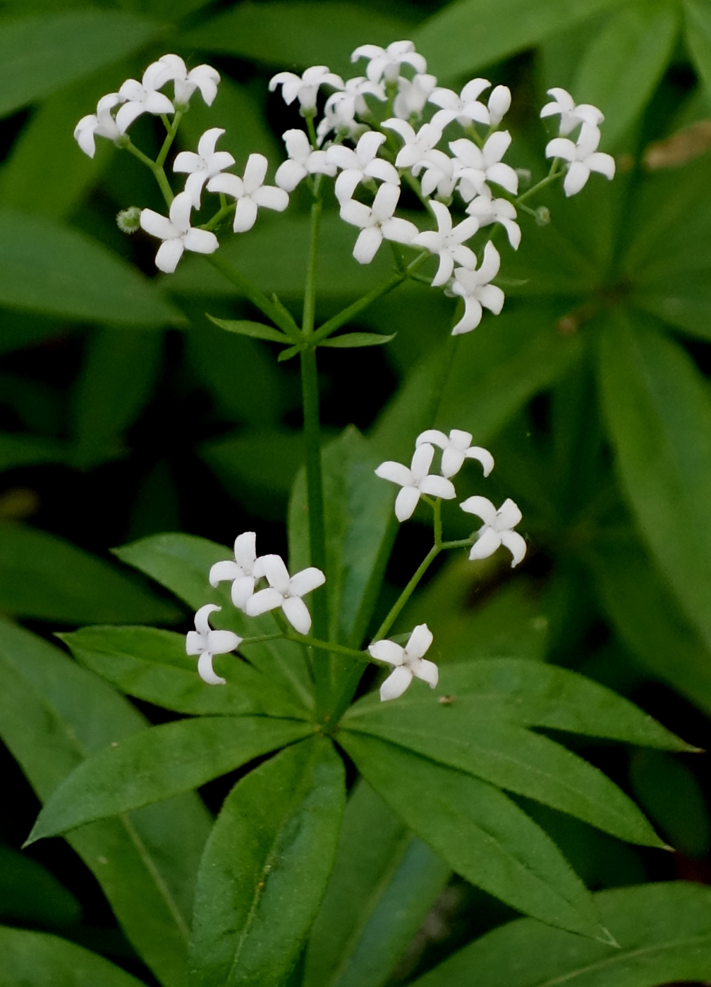 Image of Galium odoratum specimen.