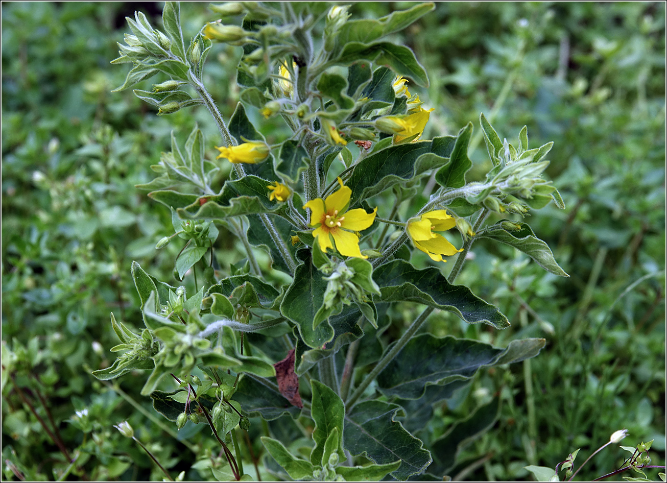 Image of Lysimachia vulgaris specimen.