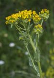 Senecio macrophyllus