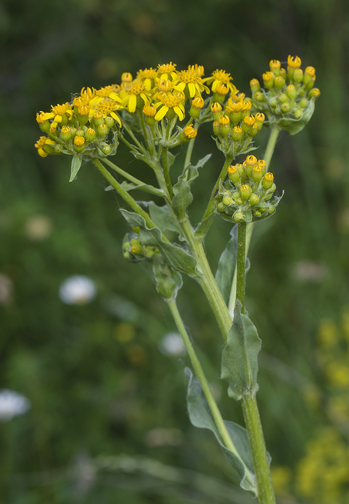 Image of Senecio macrophyllus specimen.