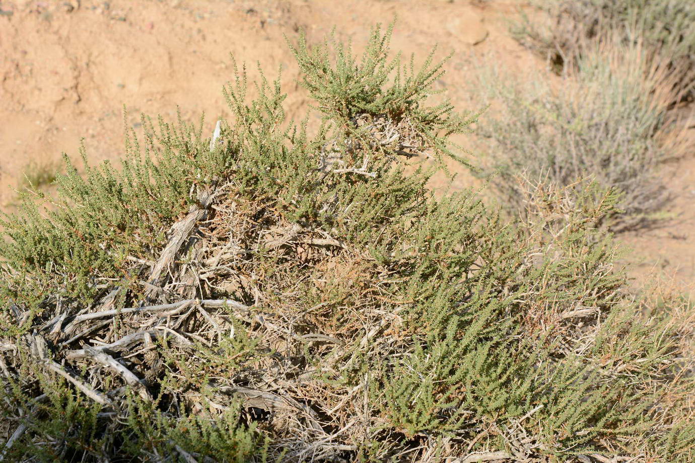 Image of Reaumuria songarica specimen.