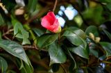 Camellia japonica. Верхушка ветви с раскрывающимся цветком. Грузия, Аджария, Батумский ботанический сад, в культуре. 16.06.2023.