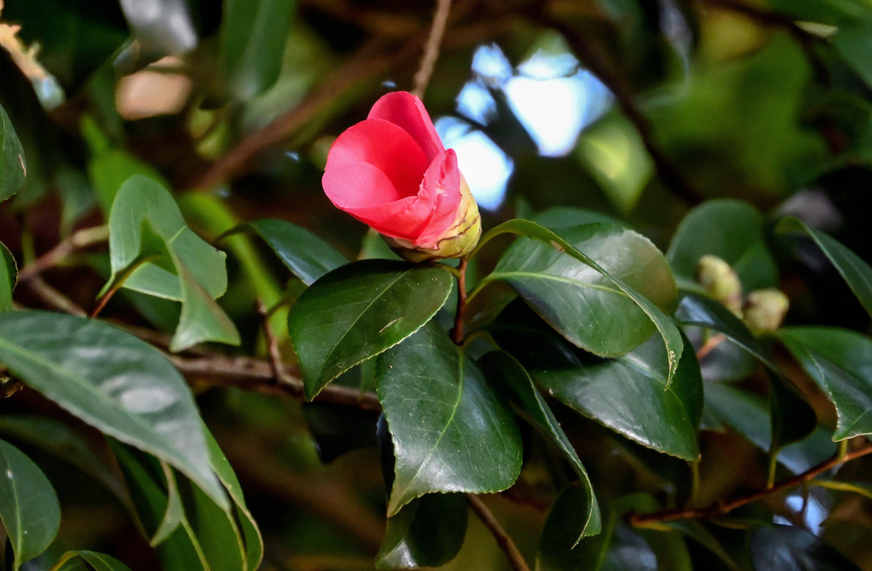 Image of Camellia japonica specimen.