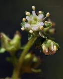 Penthorum chinense. Цветок и бутон. Приморский край, Уссурийский гор. округ, с. Монакино, ивняк, заболоченная колея заброшенной дороги. 18.08.2024.