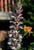 Acanthus mollis. Соцветие. Грузия, Аджария, г. Батуми, в культуре. 17.06.2023.