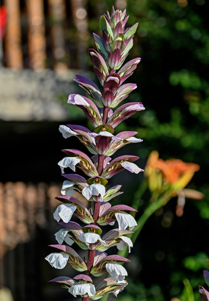 Image of Acanthus mollis specimen.