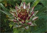 Cynara scolymus