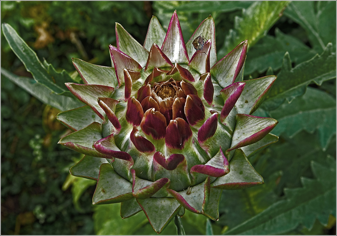 Изображение особи Cynara scolymus.