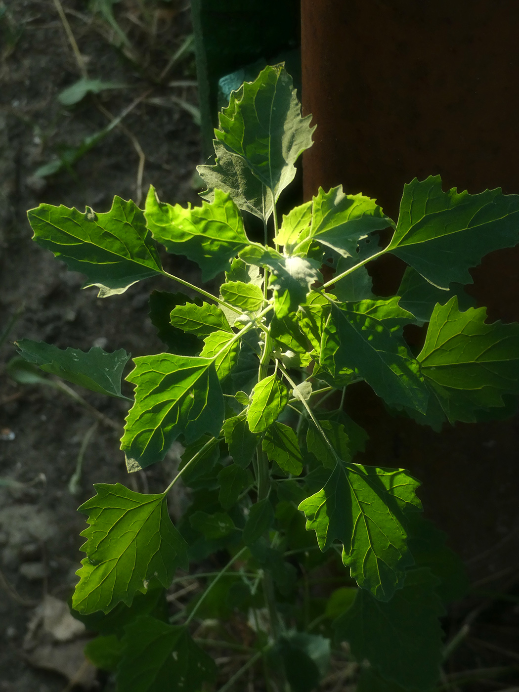 Изображение особи Chenopodium album.