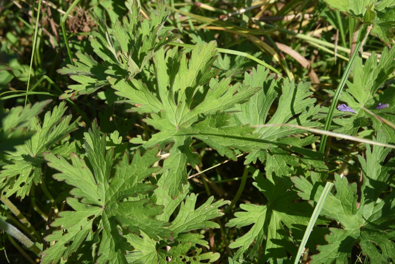 Image of Geranium pratense specimen.