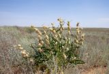 Astragalus vulpinus