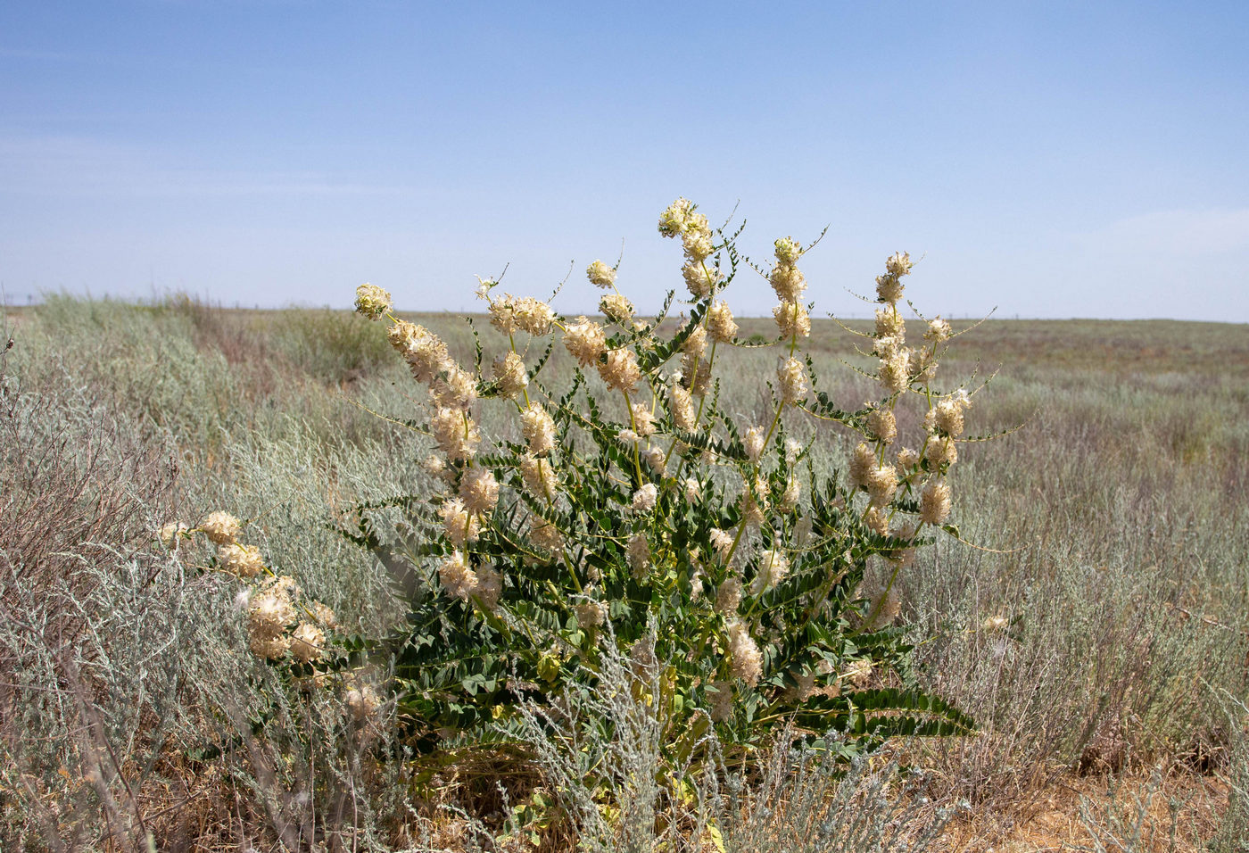 Image of Astragalus vulpinus specimen.