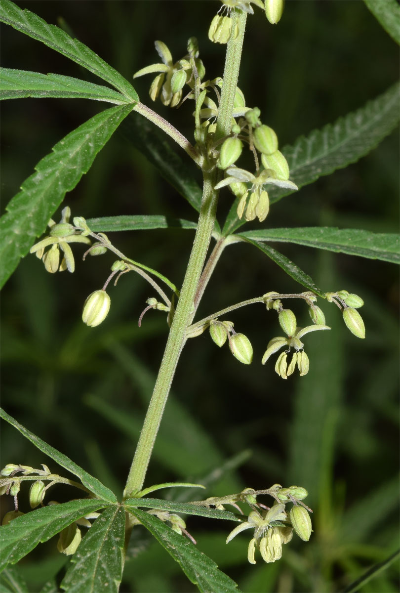 Image of Cannabis sativa var. spontanea specimen.