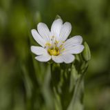 Stellaria holostea