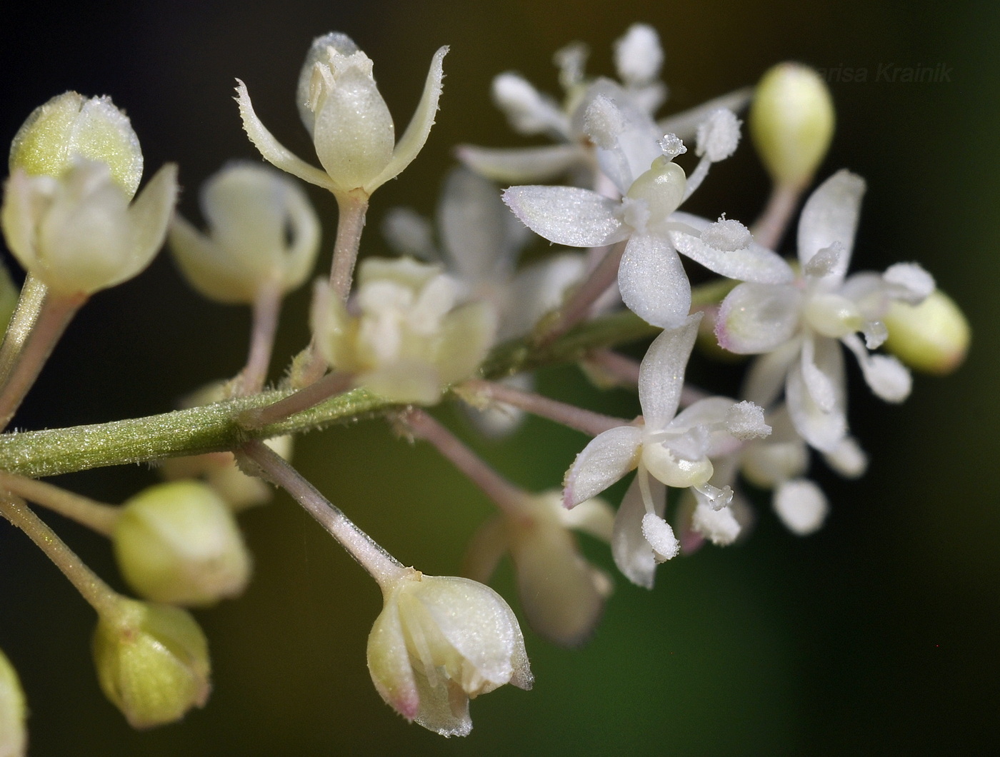 Изображение особи Rivina humilis.