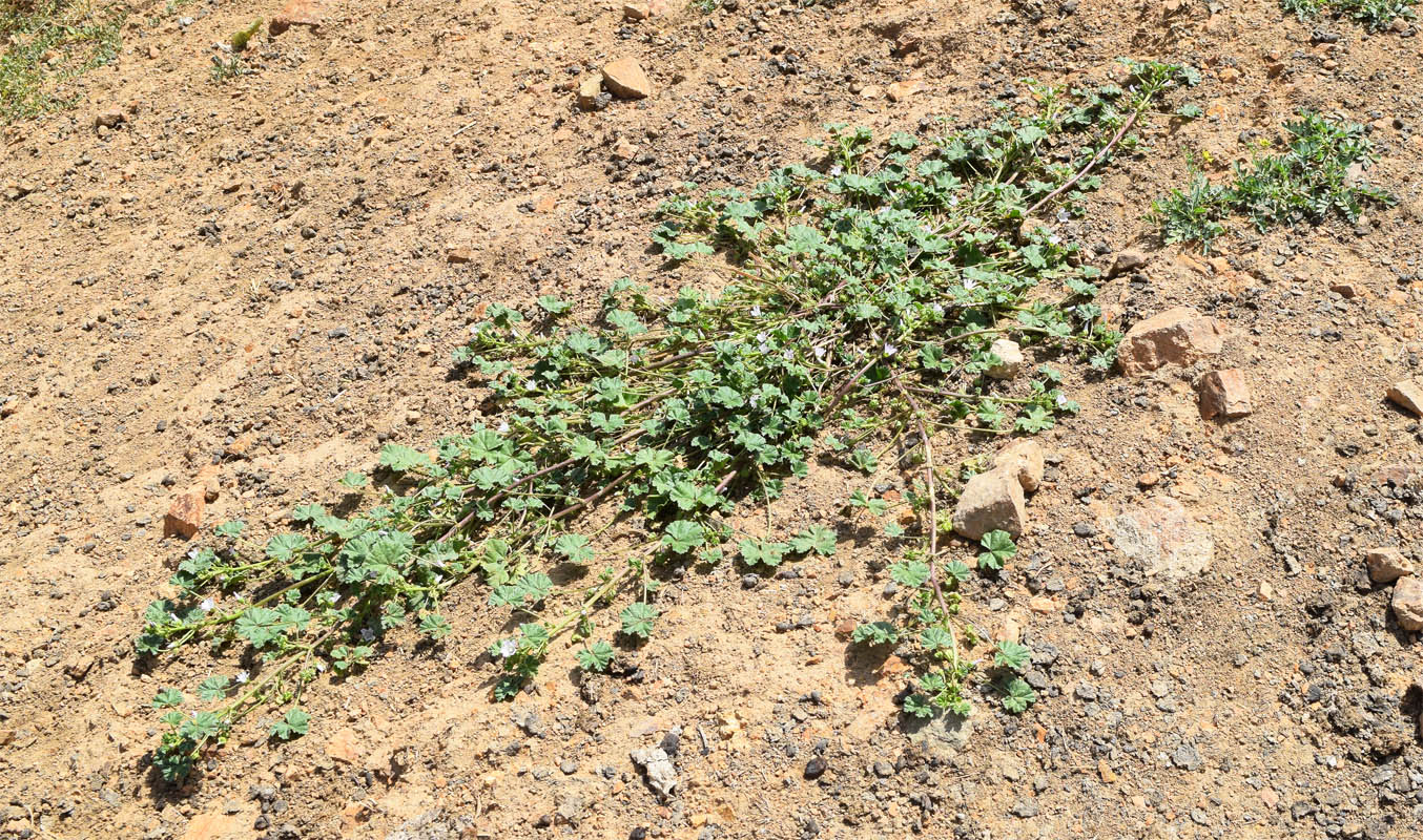 Image of Malva neglecta specimen.