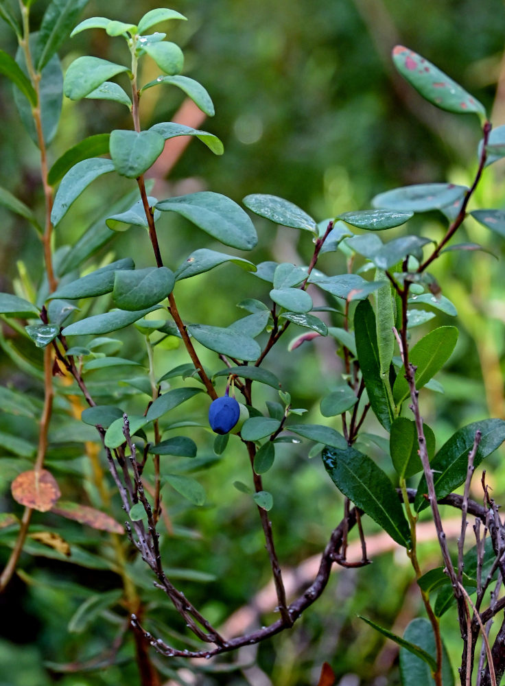 Image of Vaccinium uliginosum specimen.