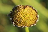 Leucanthemum ircutianum