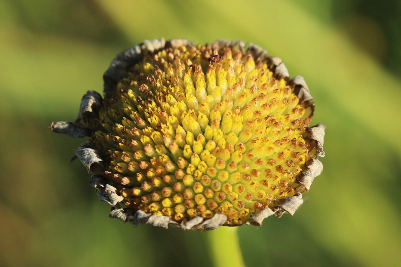 Изображение особи Leucanthemum ircutianum.