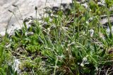 Gastrolychnis gonosperma. Цветущее растение. Казахстан, Заилийский Алатау в окр. г. Алматы, Большое Алматинское ущ., р-н Космостанции, ≈3500 м н.у.м., зедернованный склон с крупными гранитными обломками. 27 июля 2024 г.