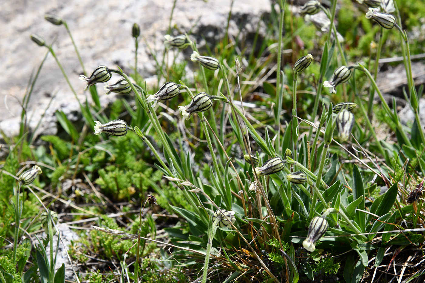 Image of Gastrolychnis gonosperma specimen.