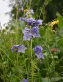 Polemonium caucasicum. Верхушка цветущего растения. Чечня, Шаройский р-н, 400 м от с. Хакмадой, выс. ок. 1720 м н.у.м., лиственный лес между с. Хакмадой и хутором Хочелдой, луг на поляне. 2 июля 2024 г.