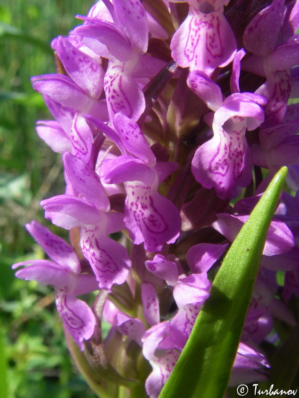 Изображение особи Dactylorhiza incarnata.