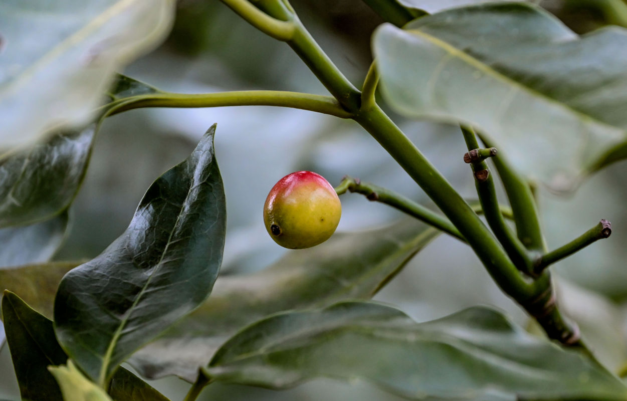 Image of Aucuba japonica specimen.