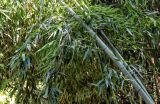 View full-size image genus Phyllostachys