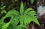View full-size image Athyrium otophorum