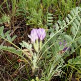 Смотреть изображение Astragalus testiculatus
