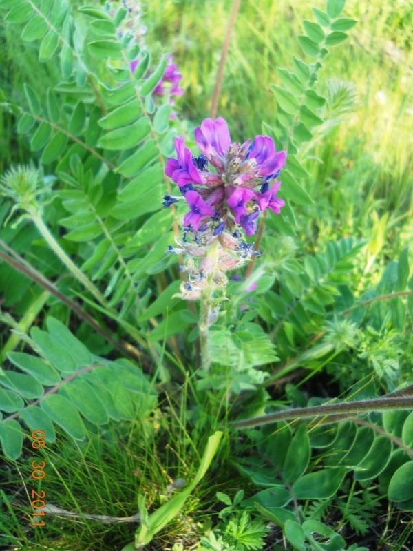 Image of Oxytropis campanulata specimen.