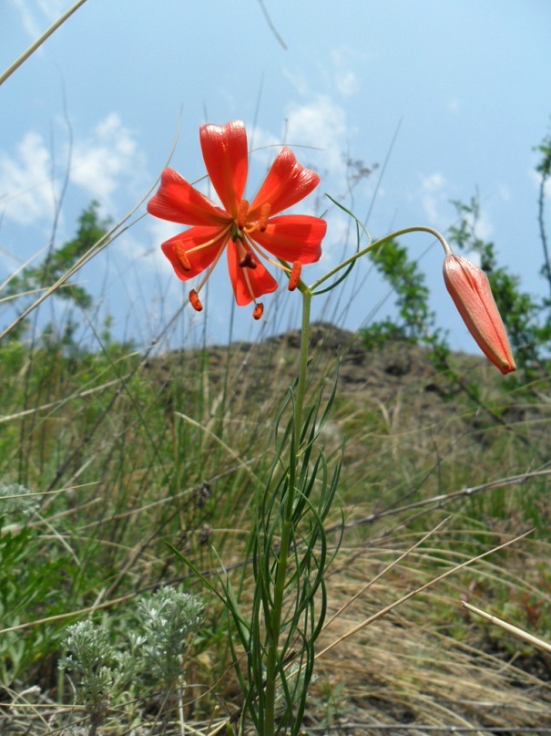 Image of Lilium pumilum specimen.