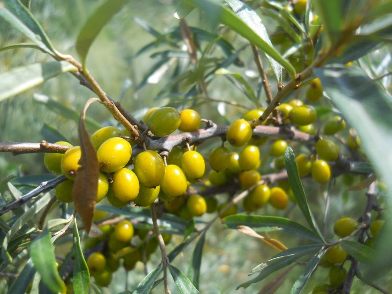 Image of Hippophae rhamnoides specimen.