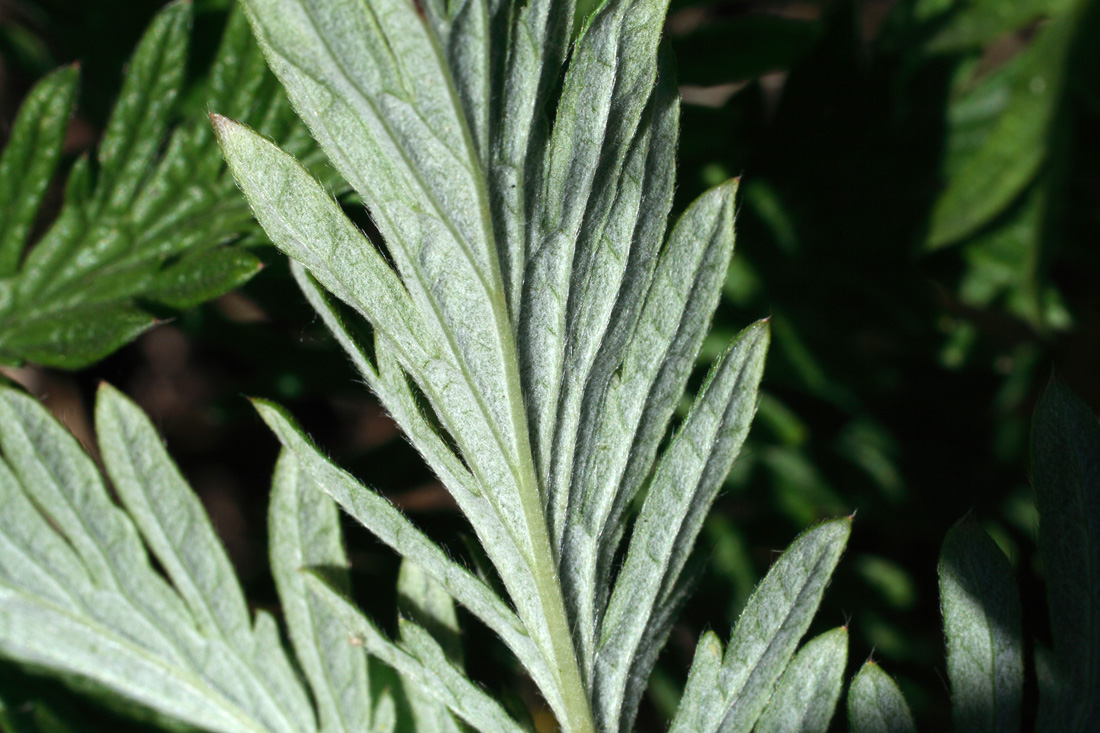 Image of Potentilla fedtschenkoana specimen.