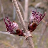 Sambucus sibirica. Часть ветви с распускающимися соцветиями. Свердловская обл., окр. г. Североуральск, правый берег канала Дублёр. 02.05.2011.