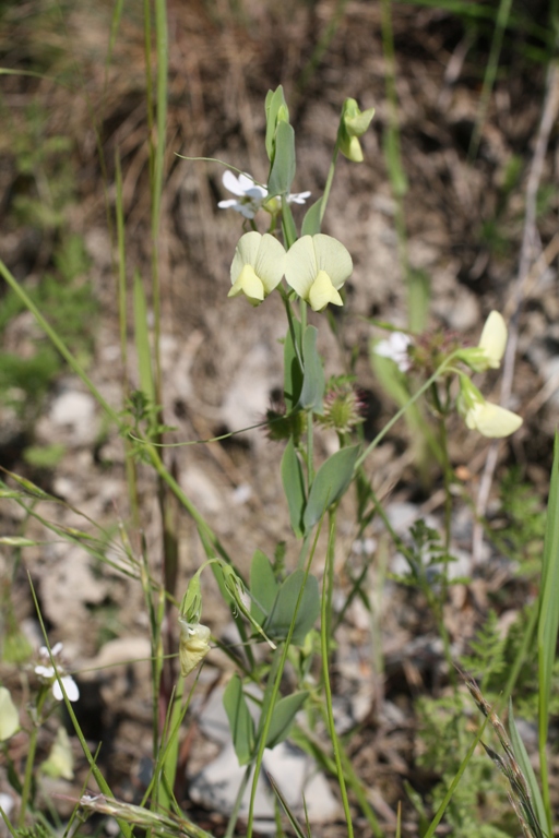 Image of Lathyrus aphaca specimen.