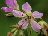 Geranium sylvaticum. Цветок. Московская обл., Раменский р-н, окр. дер. Хрипань, луг. 13.06.2003.